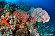Annella mollis Melithaea spp ambiance Wakatobi Sawa Cornucopia-24m-20180528-Denis-ADER-DSC_1461_tn